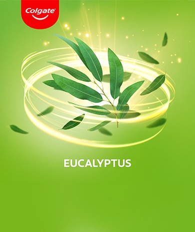 eucalyptus