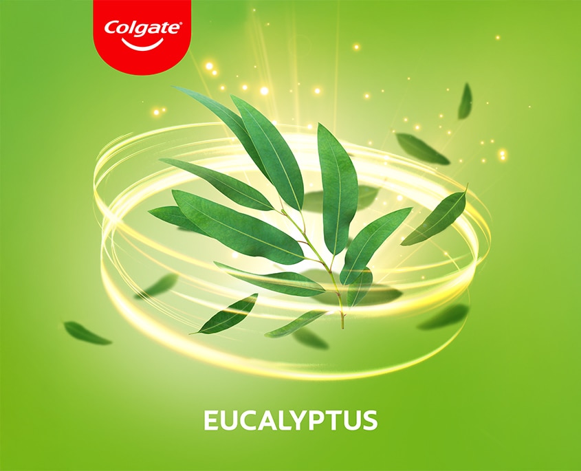 eucalyptus